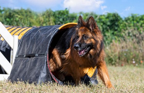 Dog Sports Conditioning: How to Begin Training Your Dog for Sports and Working Roles