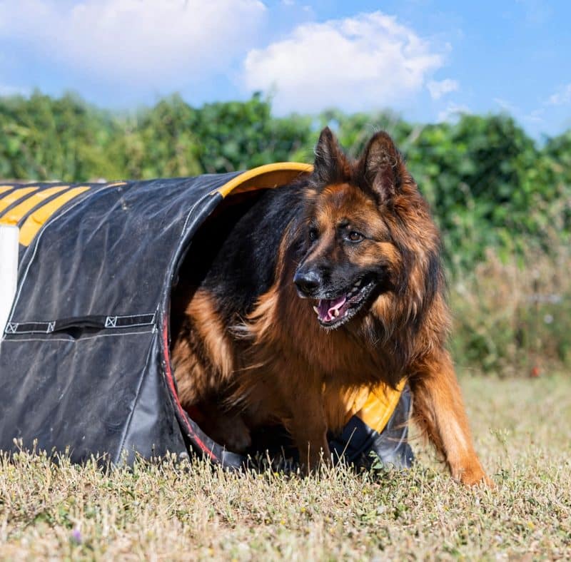 Dog Sports Conditioning: How to Begin Training Your Dog for Sports and ...