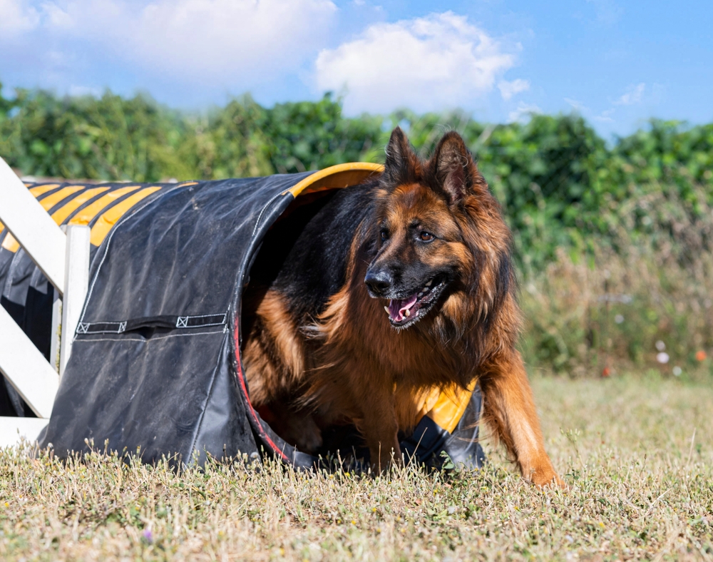 Dog Sports Conditioning: How to Begin Training Your Dog for Sports and Working Roles
