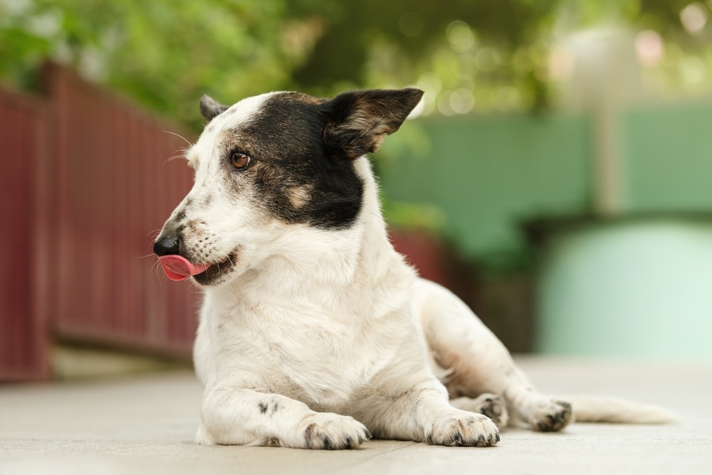 older dogs need more protein