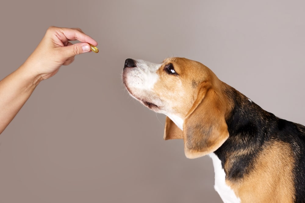 antibiotics in dogs
