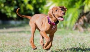 What Really Makes the Best Probiotic for Dogs? A Nutritionist Explains