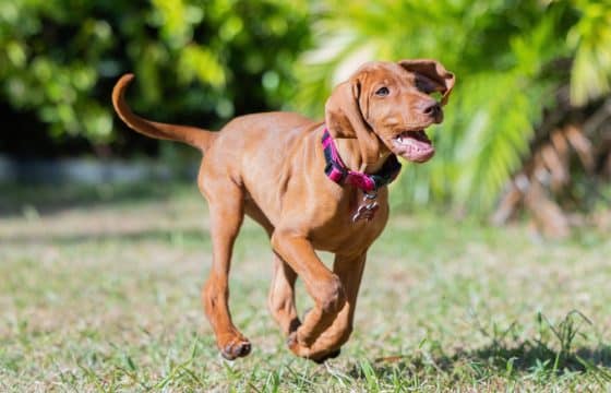 What Really Makes the Best Probiotic for Dogs? A Nutritionist Explains