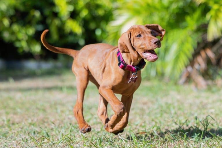 dog probiotics