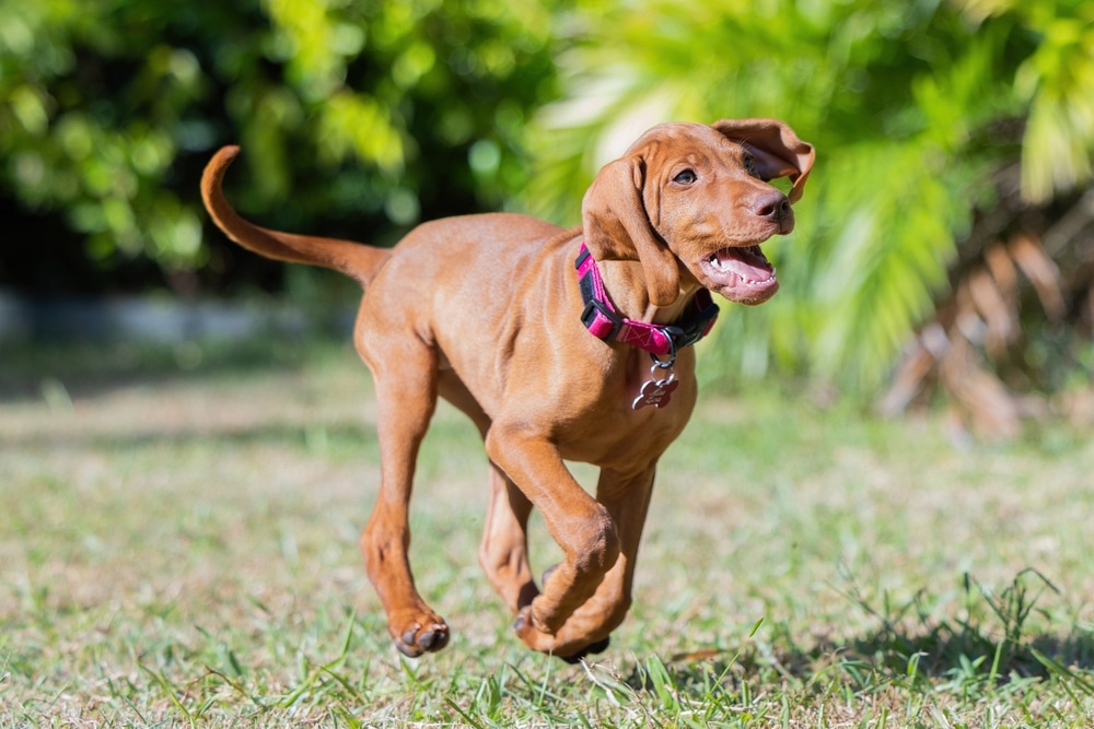 What Really Makes the Best Probiotic for Dogs? A Nutritionist Explains