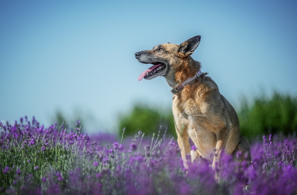 older German shepherd