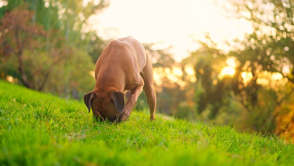 dogs sniffing ground