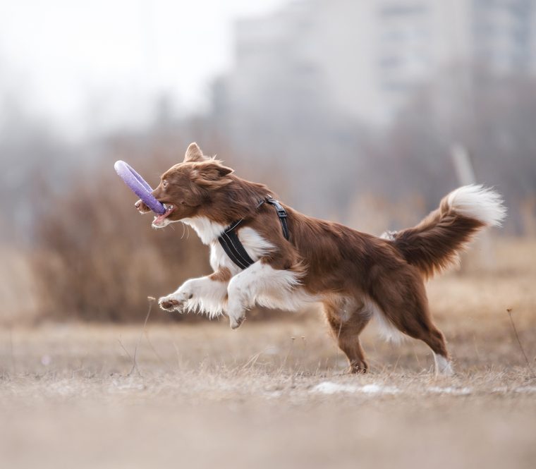 sporting dog