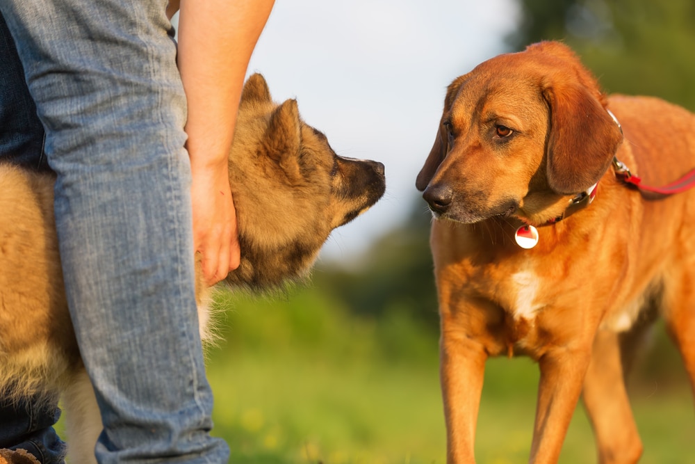 socialising older dogs
