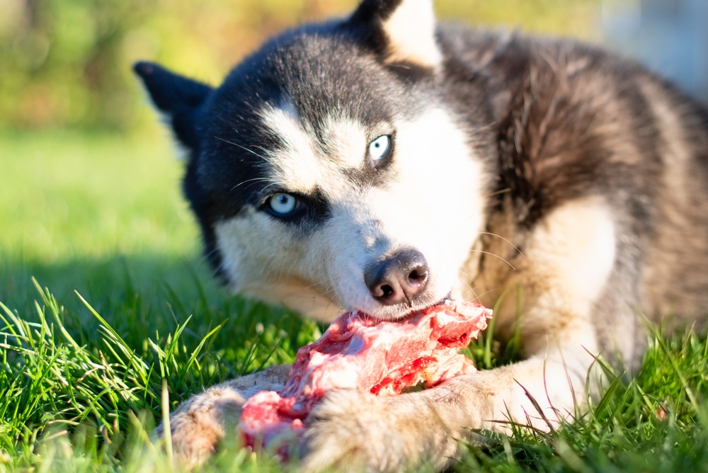 DOG GUARDING FOOD
