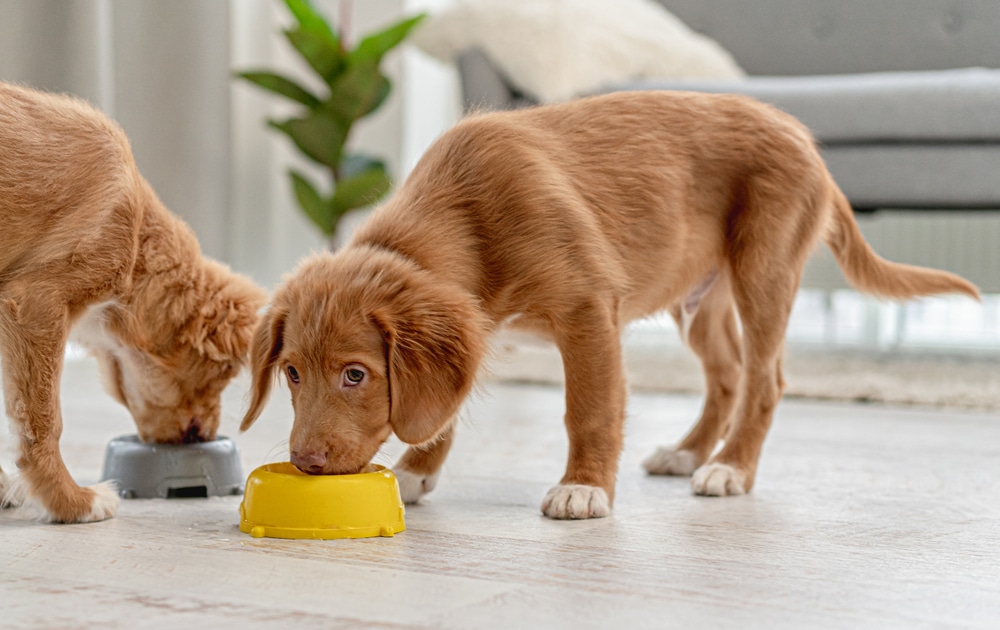 PUPPIES EATING