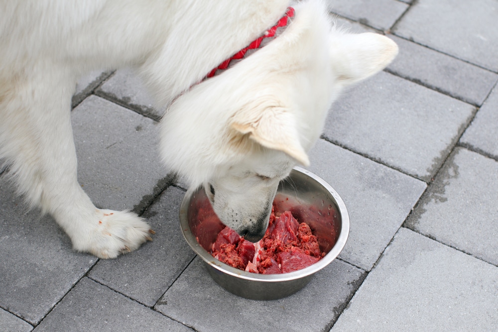 DOG EATING FOOD