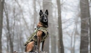Best Food for Working Dogs: Fuel Their Energy the Right Way