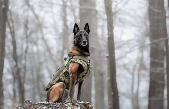Best Food for Working Dogs: Fuel Their Energy the Right Way