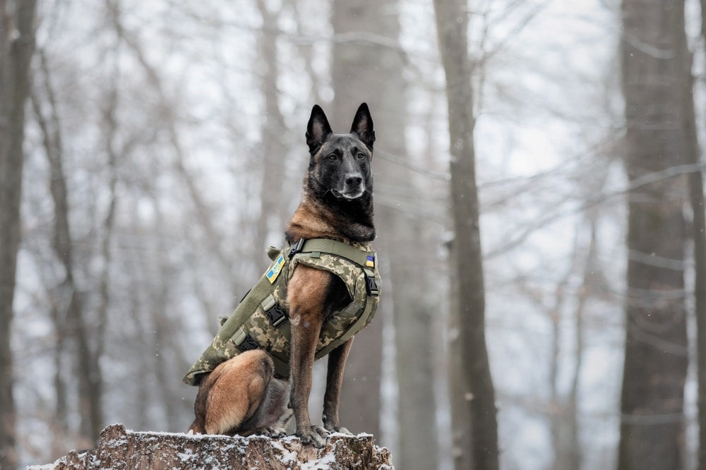 Best Food for Working Dogs: Fuel Their Energy the Right Way