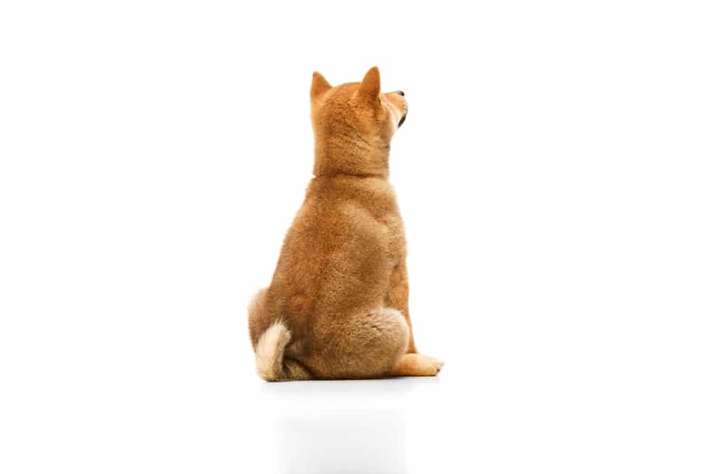 dog off food