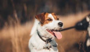 Vitamin D for Dogs: Everything You Need to Know