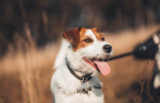 Vitamin D for Dogs: Everything You Need to Know