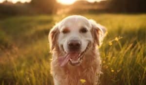 Dog Not Eating in Hot Weather? Why it Happens and What to Do