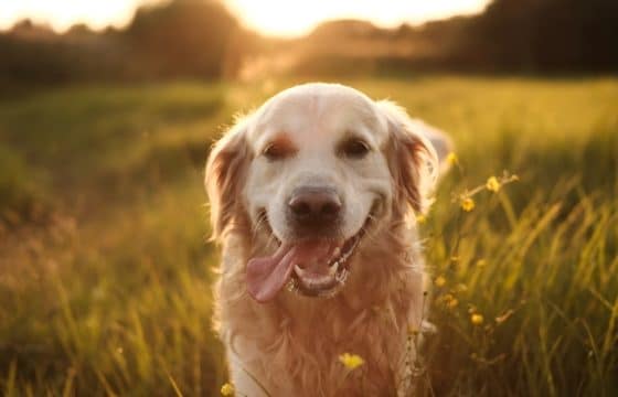 Dog Not Eating in Hot Weather? Why it Happens and What to Do
