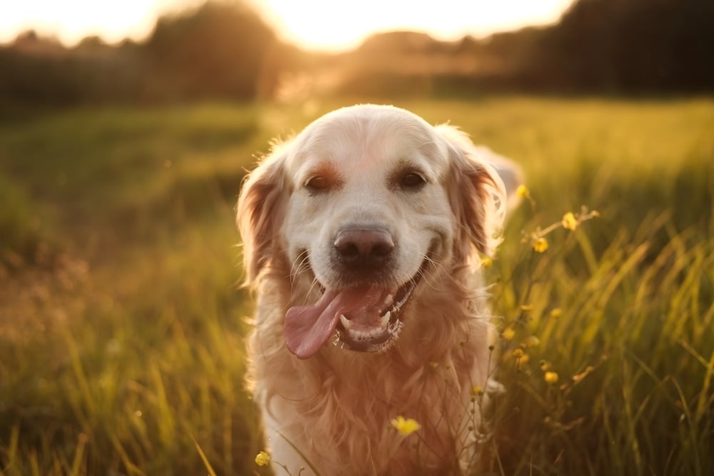 Dog Not Eating in Hot Weather? Why it Happens and What to Do