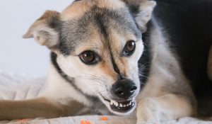 Food Aggression In Dogs: Causes and How to Stop It