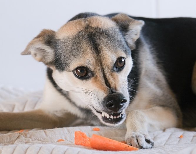 Food Aggression In Dogs: Causes and How to Stop It