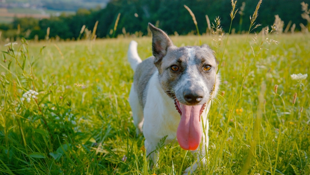 excessive panting is a sign of heatstroke
