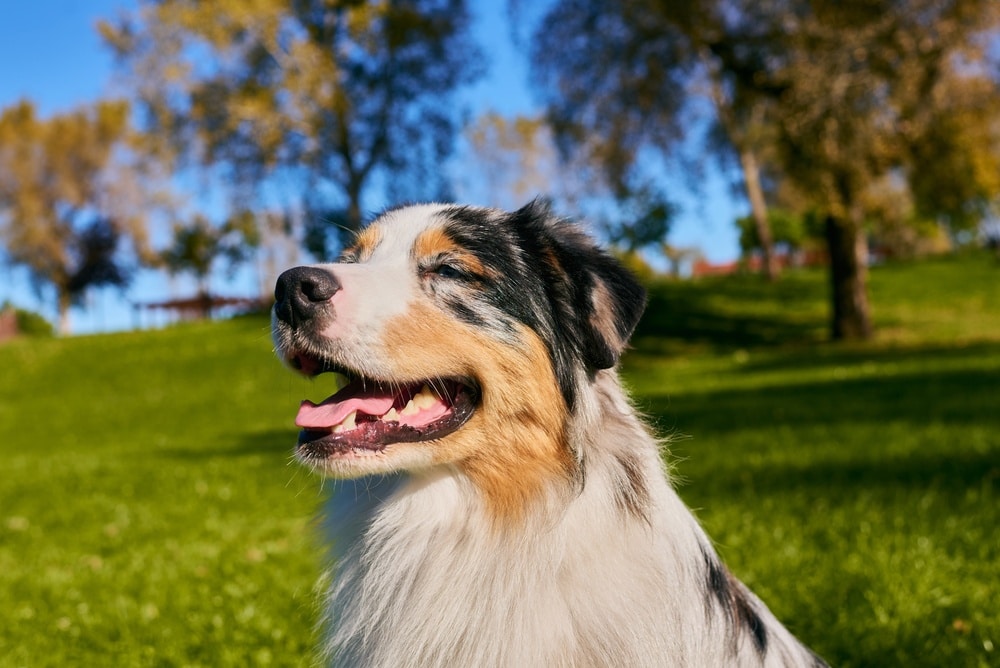 vitamin d for dogs