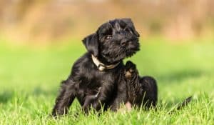 What Food to Avoid for Dogs with Skin Allergies