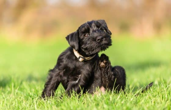 What Food to Avoid for Dogs with Skin Allergies