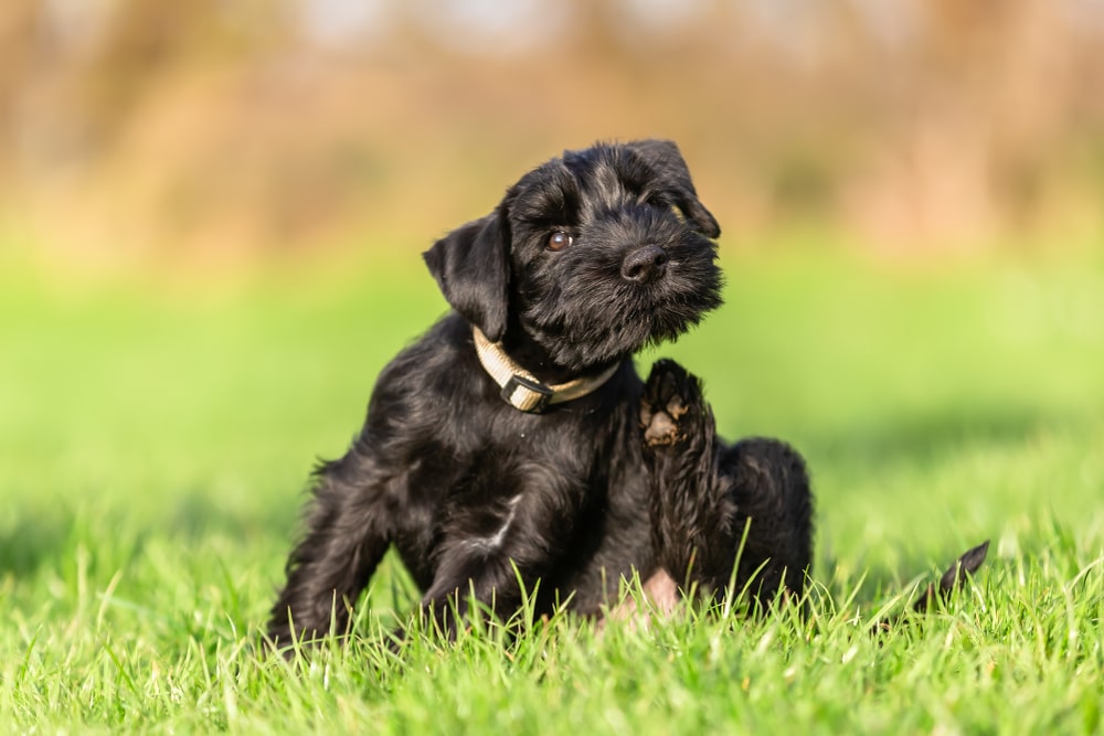 What Food to Avoid for Dogs with Skin Allergies