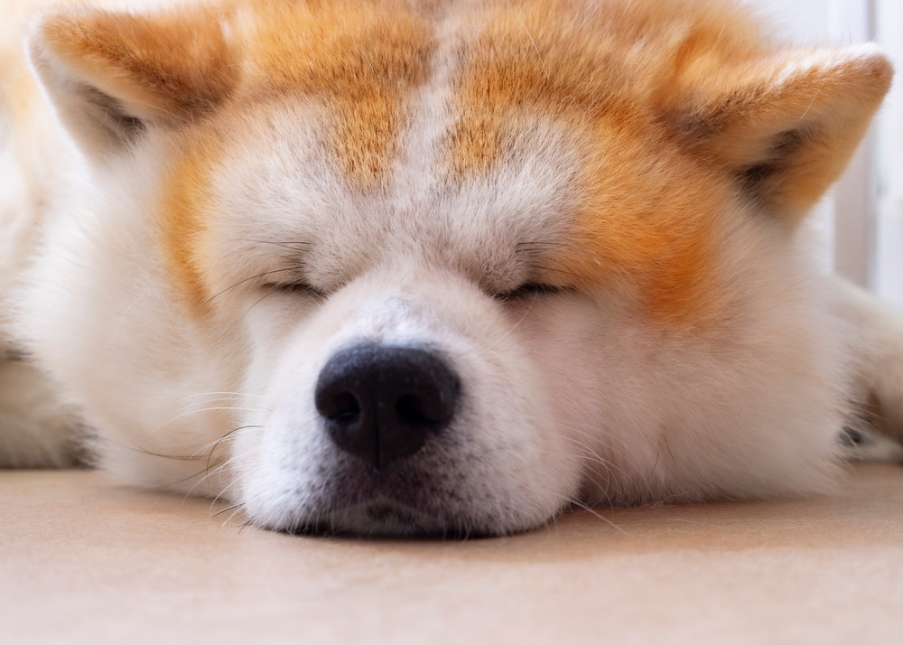 lethargic dog