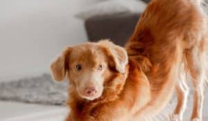 Vitamin C For Dogs: What You Should Know