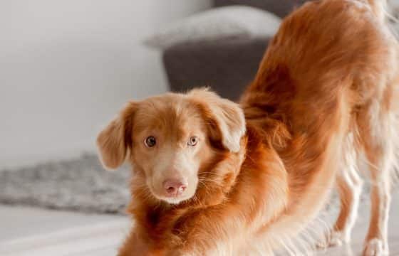Vitamin C For Dogs: What You Should Know
