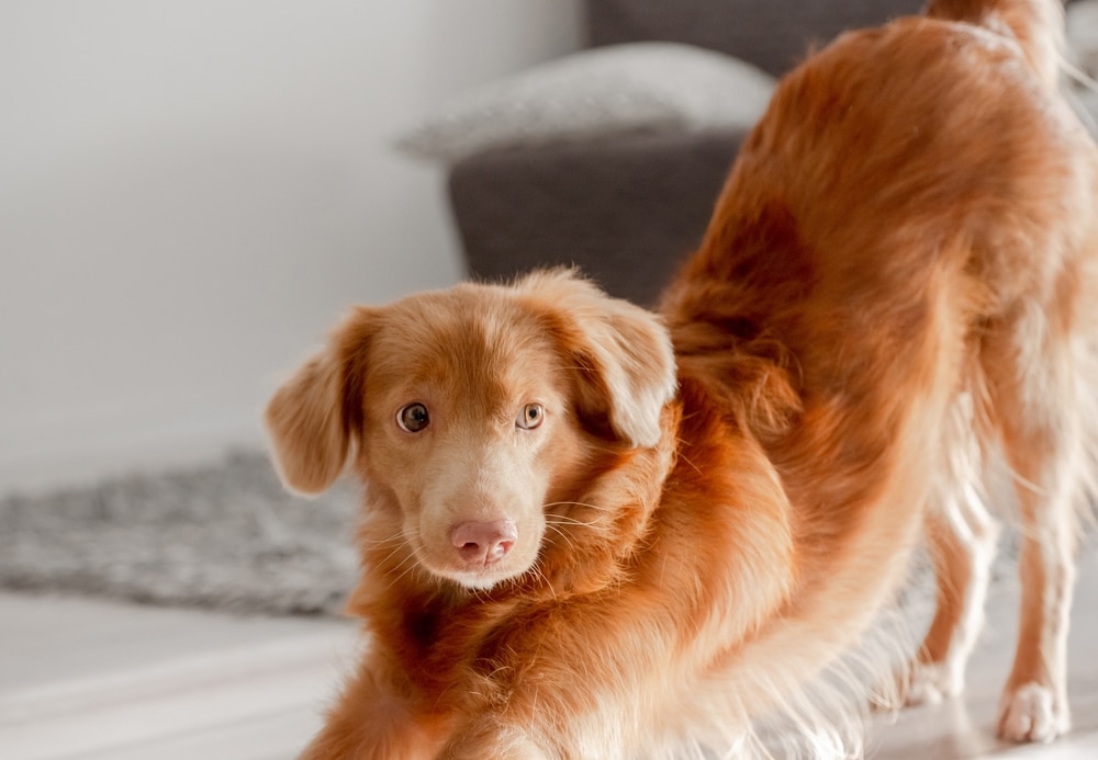 Vitamin C For Dogs: What You Should Know