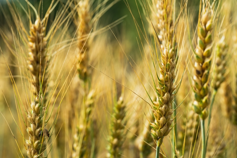 wheat and gluten