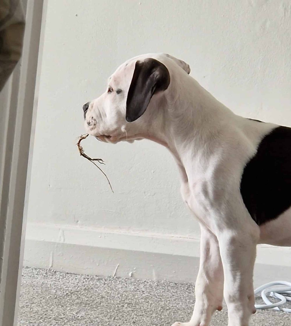 meet rocco
