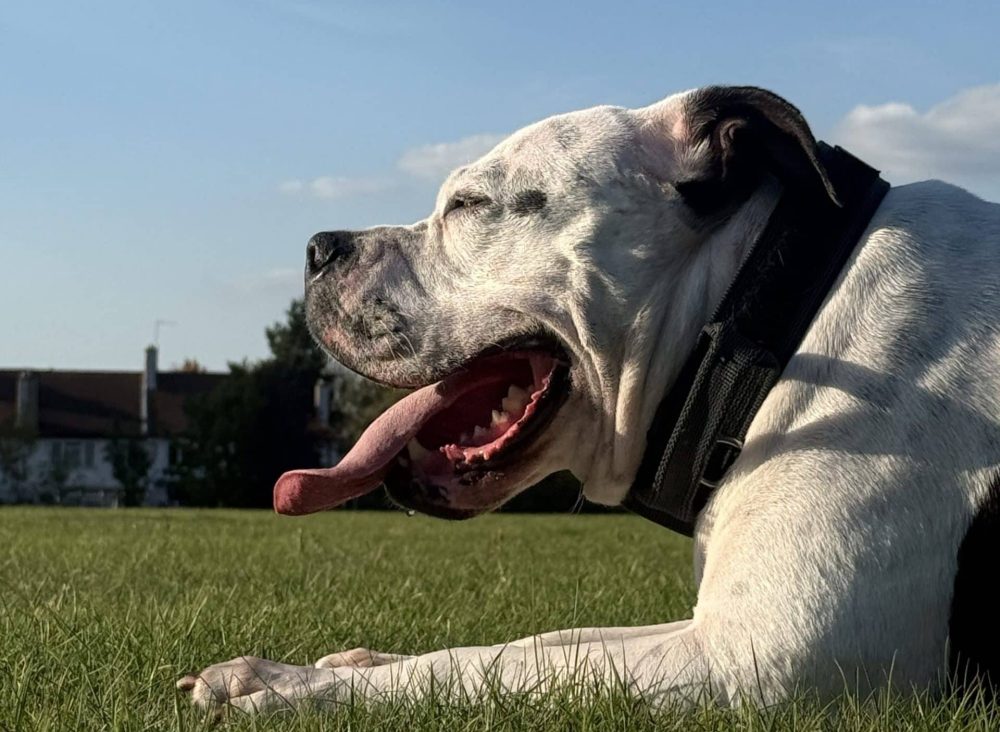 From the Sofa to Zoomies: Rocco’s Story