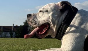 Meet Rocco - Case Study