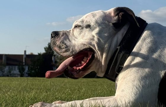 From the Sofa to Zoomies: Rocco’s Story