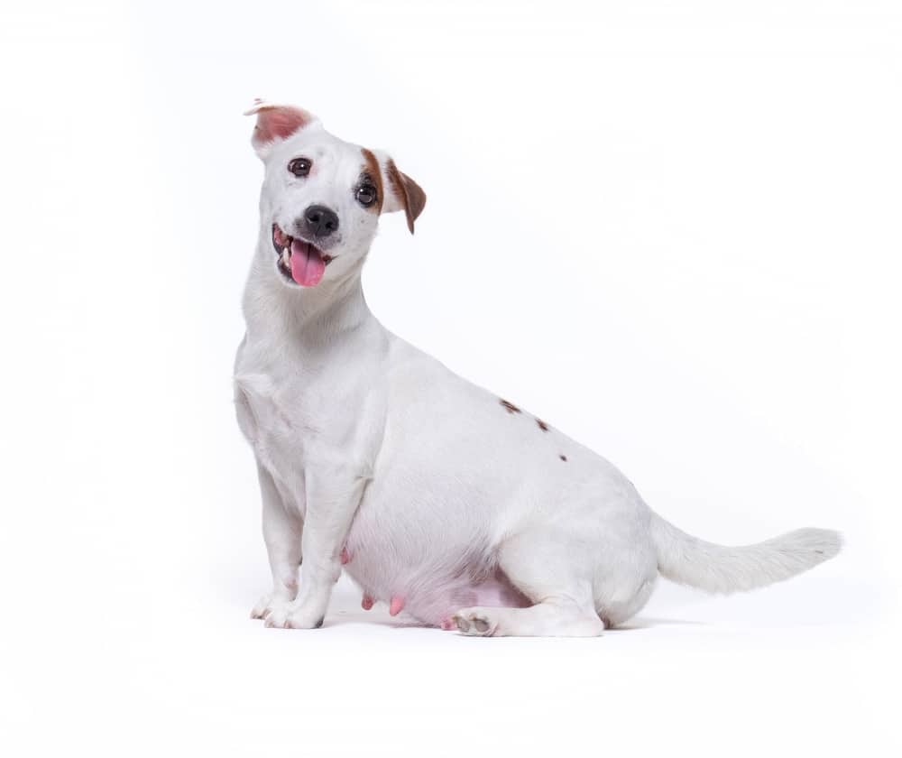 how to feed my pregnant dog