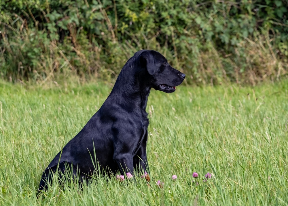 PREGNANT DOG