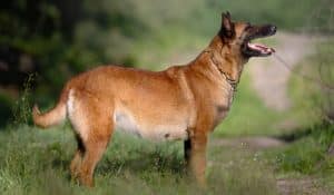 What to Feed My Pregnant Dog: Nutrition Tips