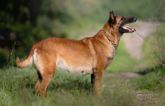 What to Feed My Pregnant Dog: Nutrition Tips