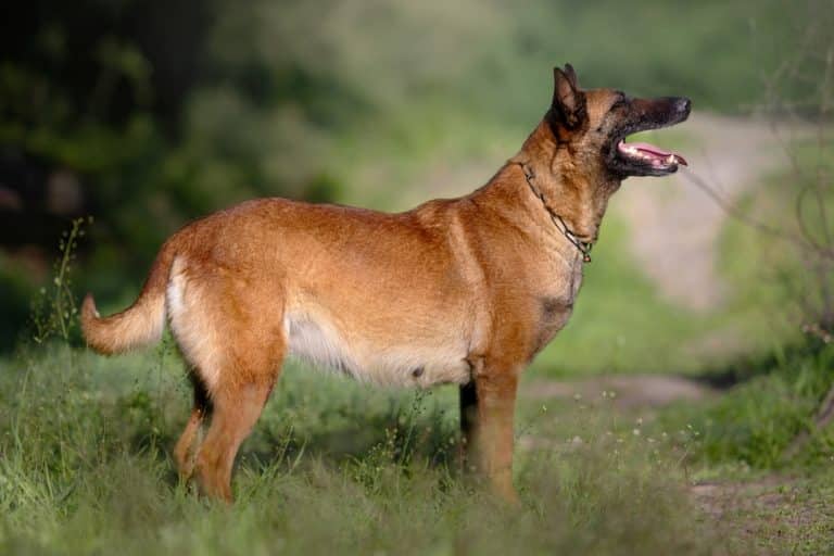 what to feed my pregnant dog