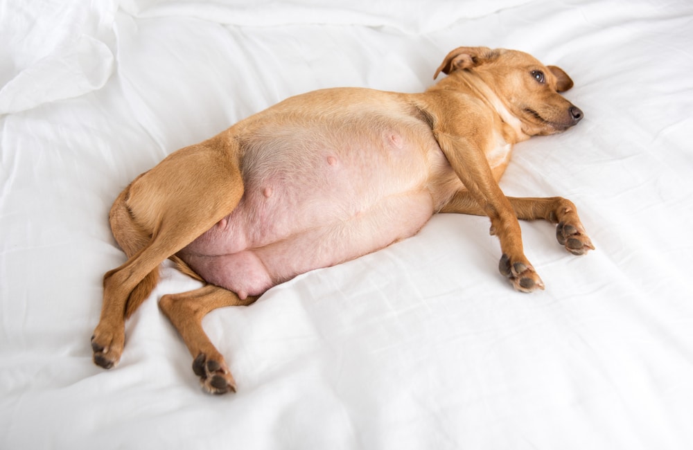nutrition for pregnant dogs