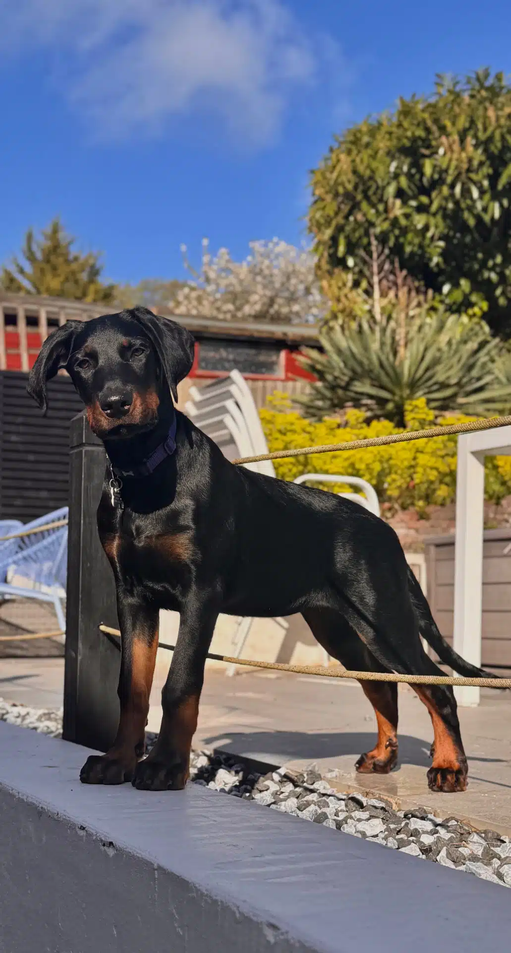 That Coat Shine