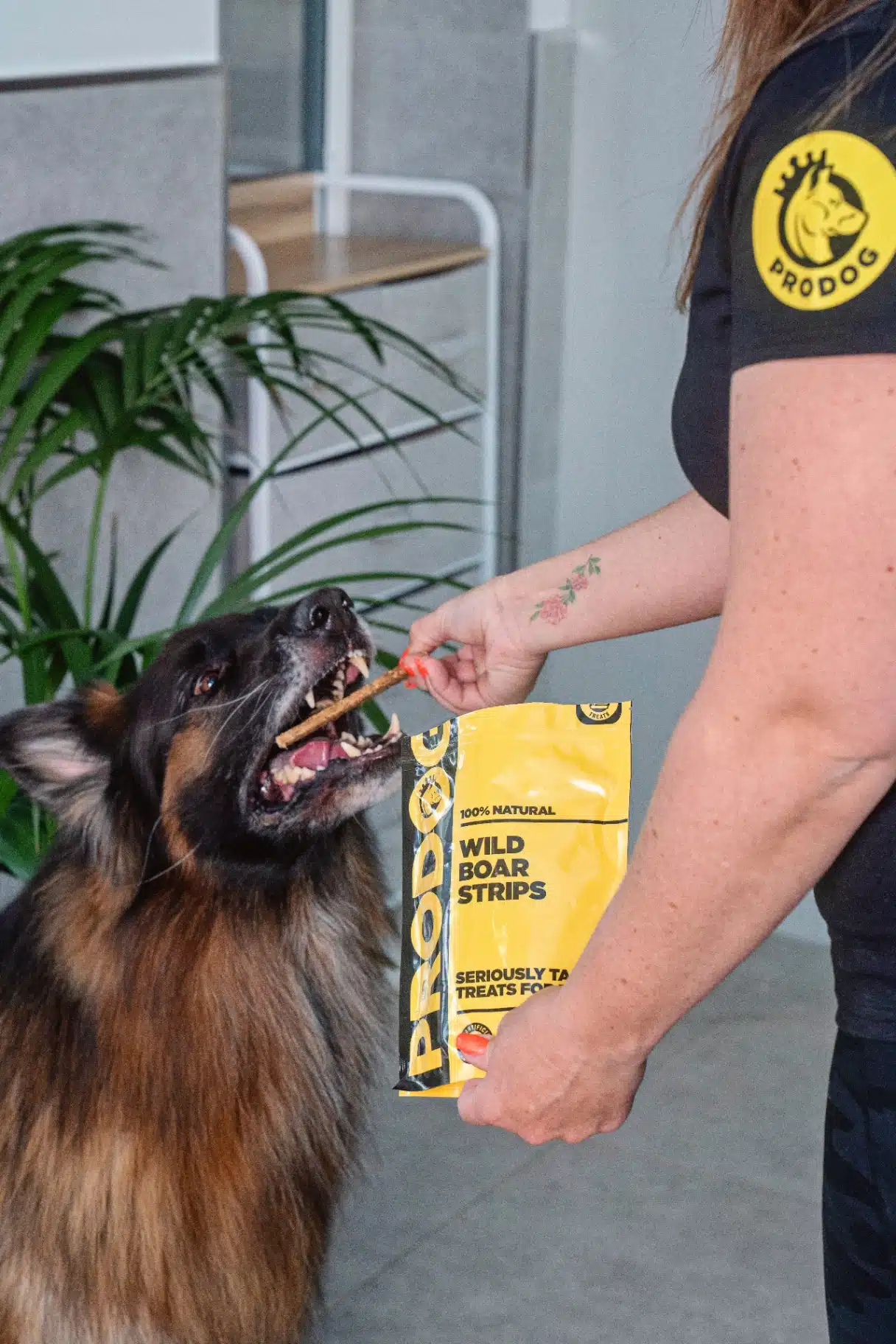 Natural Dog Treats
