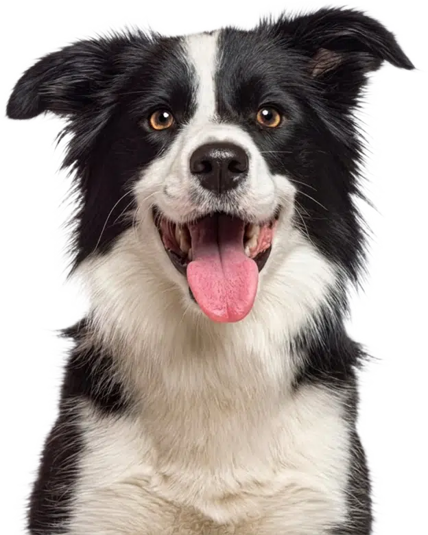 A happy Border Collie who took to raw food